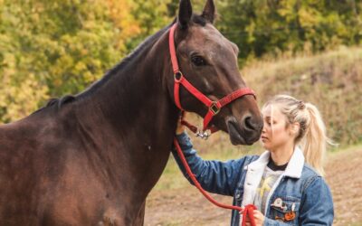 Kantar – praktyczne zastosowanie w codziennej pracy z koniem