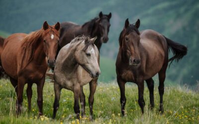 Zadbaj o zdrowie konia w okresie zimowo-wiosennym
