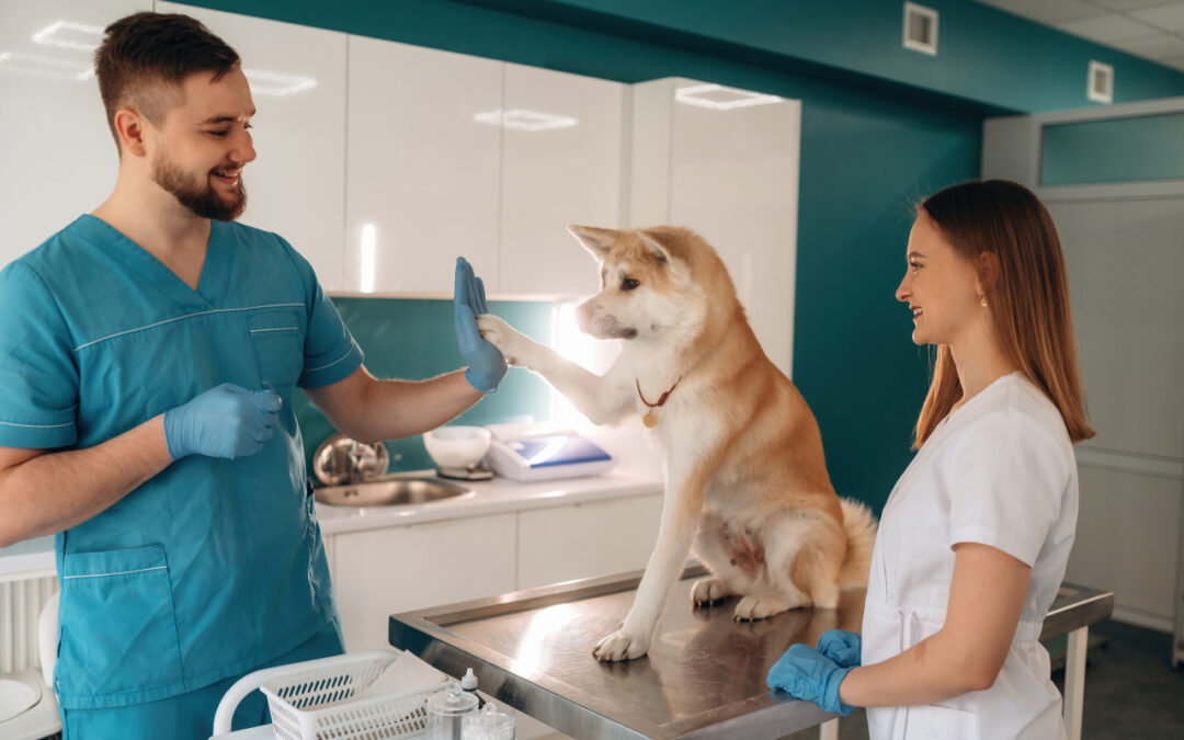 Całodobowa klinika weterynaryjna w Warszawie – jak wygląda nocna pomoc dla zwierząt i kiedy z niej korzystać?